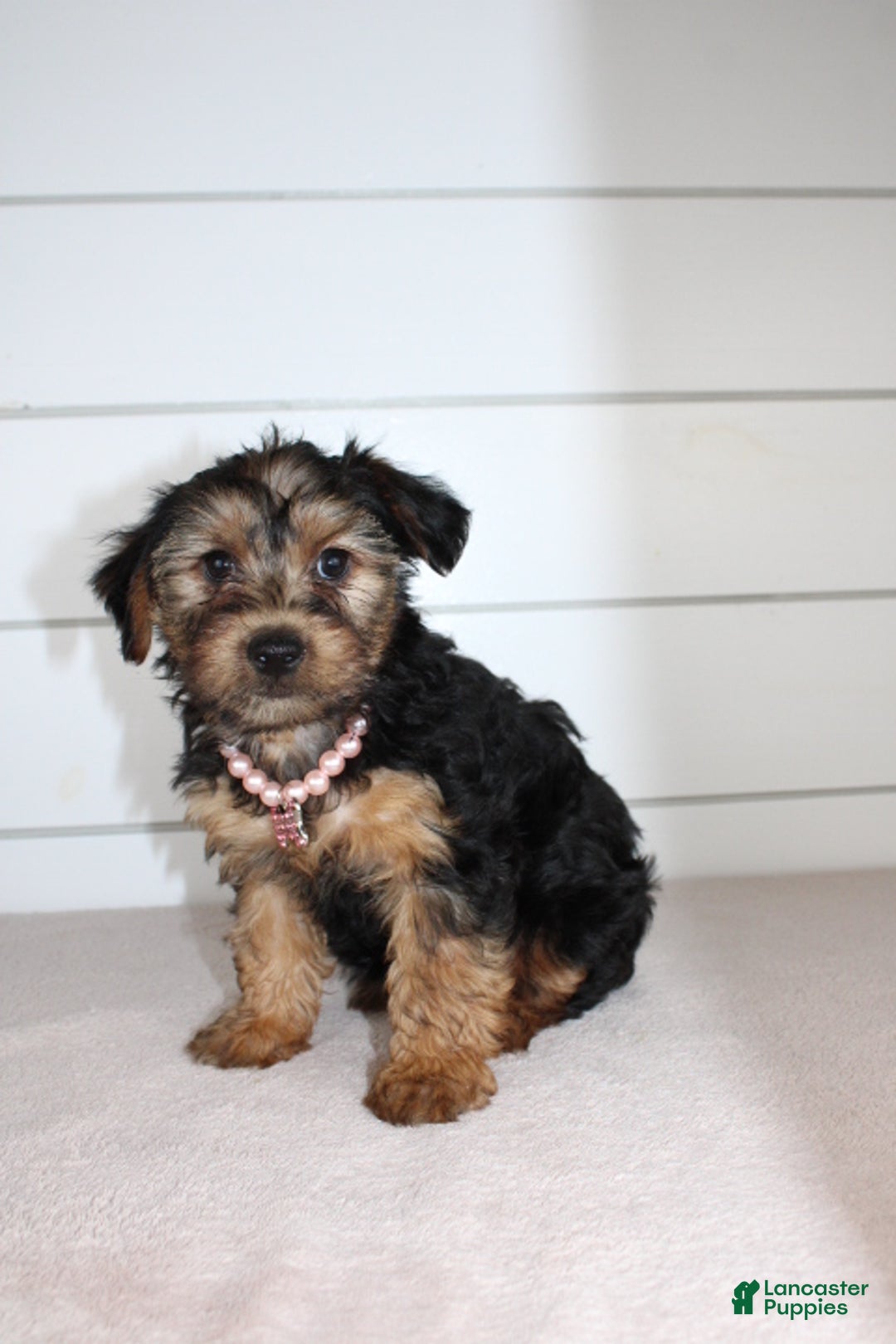 Yorkiepoo dogs for sale: TINKERBELL - Ad 2