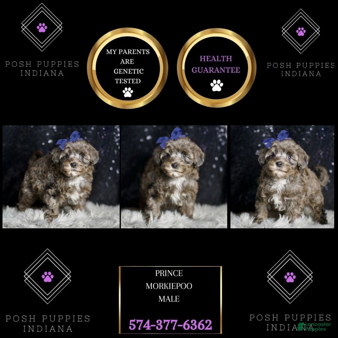 Maltipoo dogs for sale: Prince - Ad 7