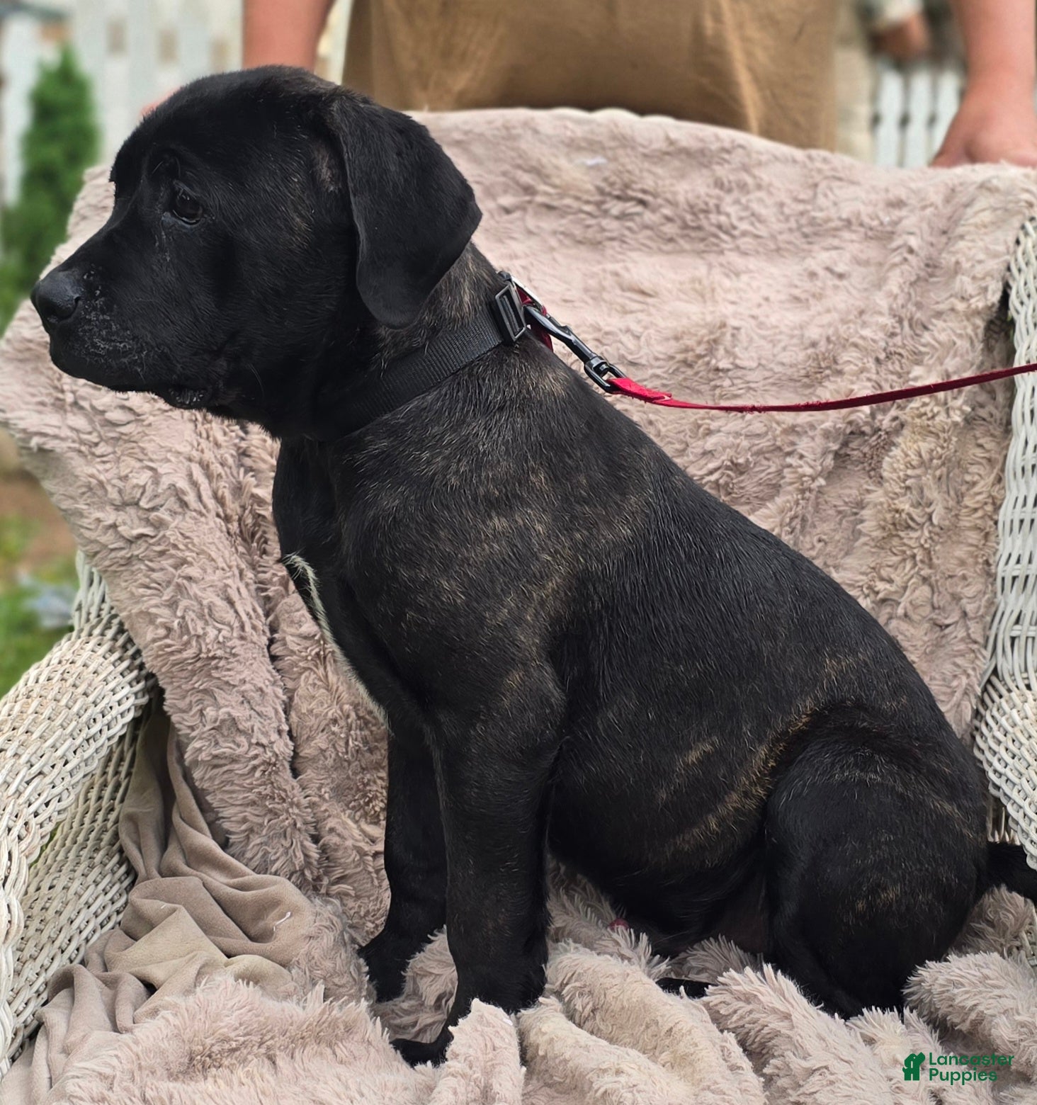 Cane Corso dogs Cooper - Ad 2