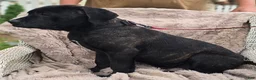 Cane Corso dogs for sale: Cooper - Ad 2