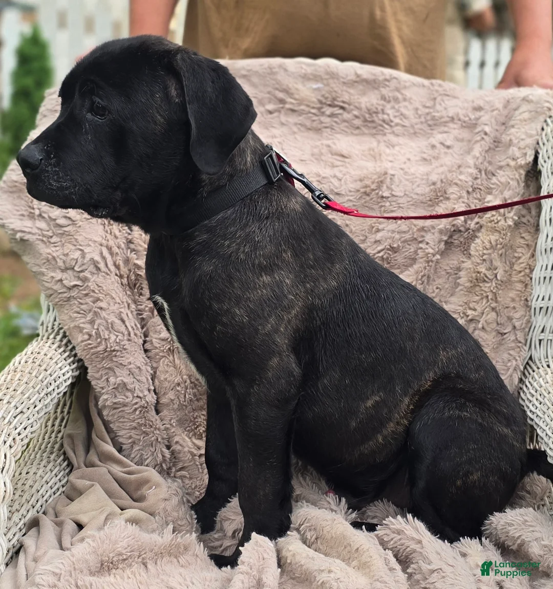 Cane Corso dogs for sale: Cooper - Ad 2