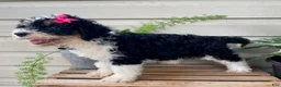 Mini Bernedoodle dogs for sale: Bubbles- mini/ medium - Ad 4
