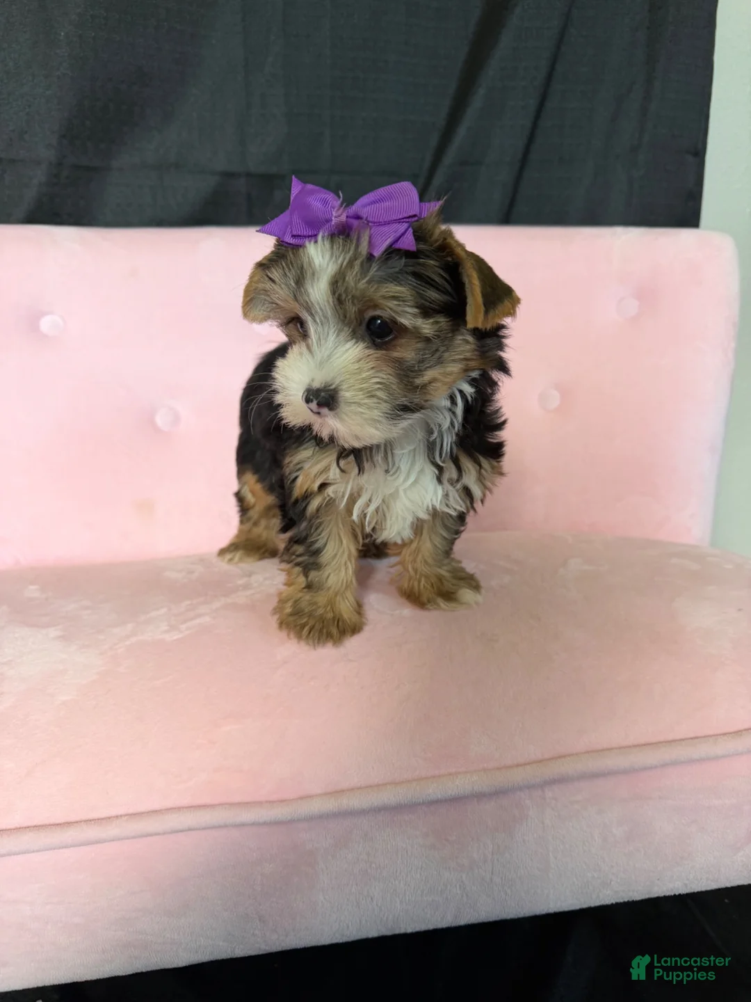 Yorkshire Terrier dogs for sale: Sweet Parti Girl Bambi - Ad 12