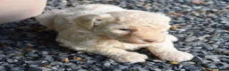 Standard Poodle dogs for sale: Standard Poodle 13 Cream - Ad 8