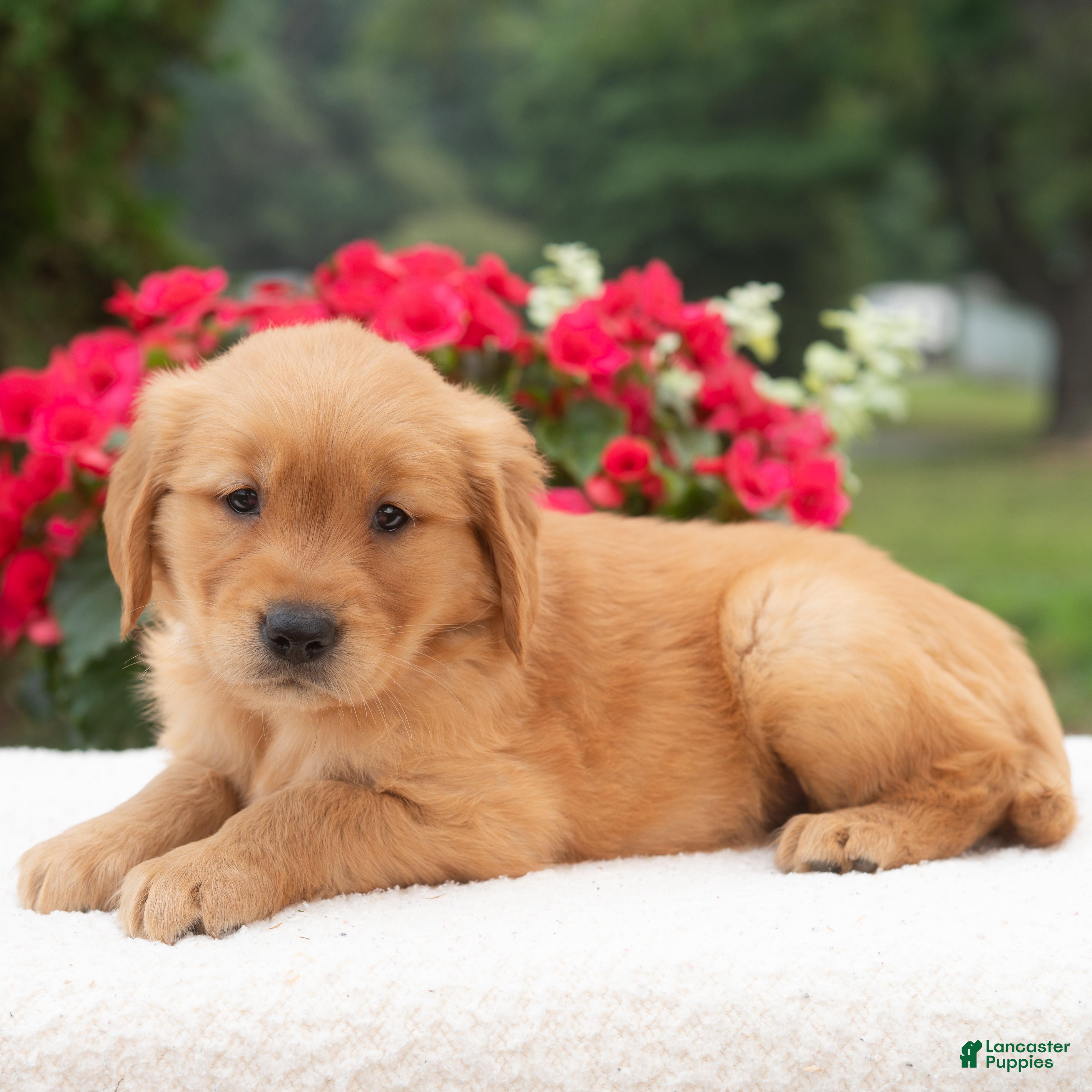 Golden Retriever dogs Kanisha  - Ad 2