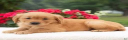 Golden Retriever dogs for sale: Kanisha  - Ad 2
