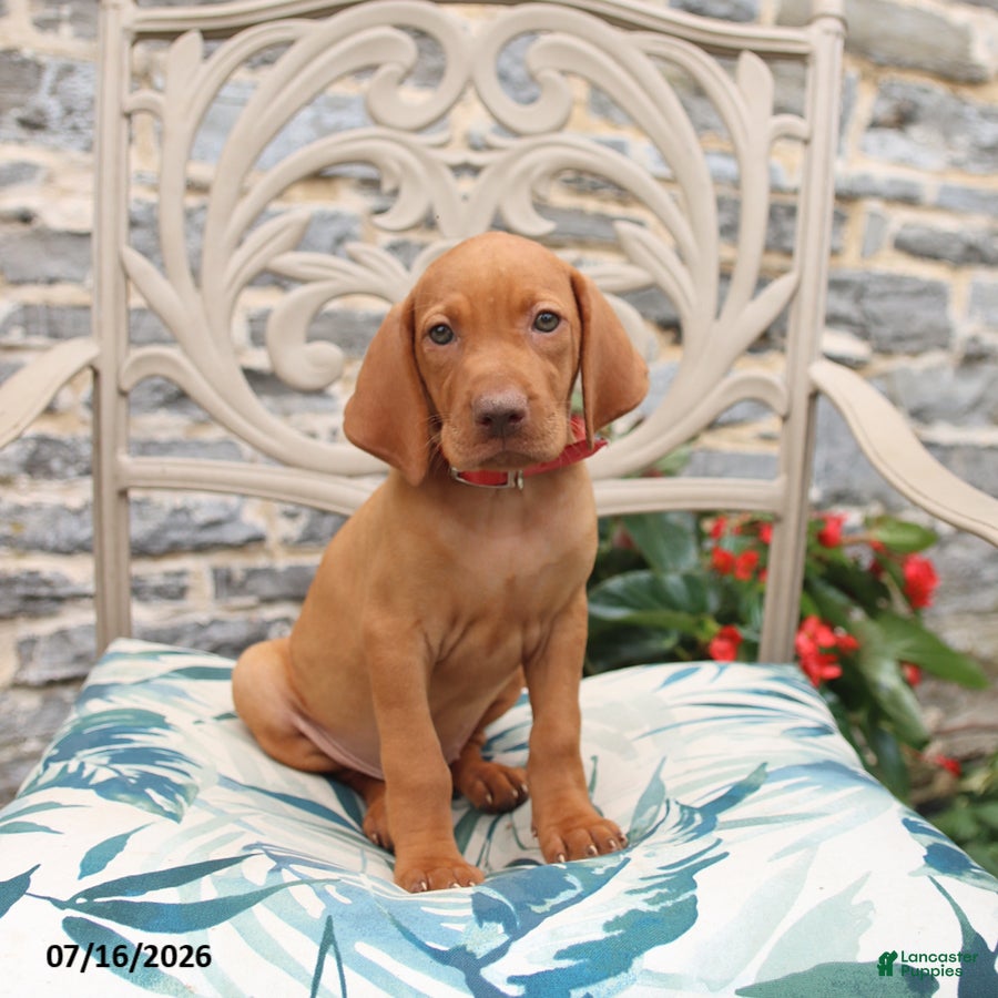 Vizsla dogs for sale: Rosemary - Ad 2