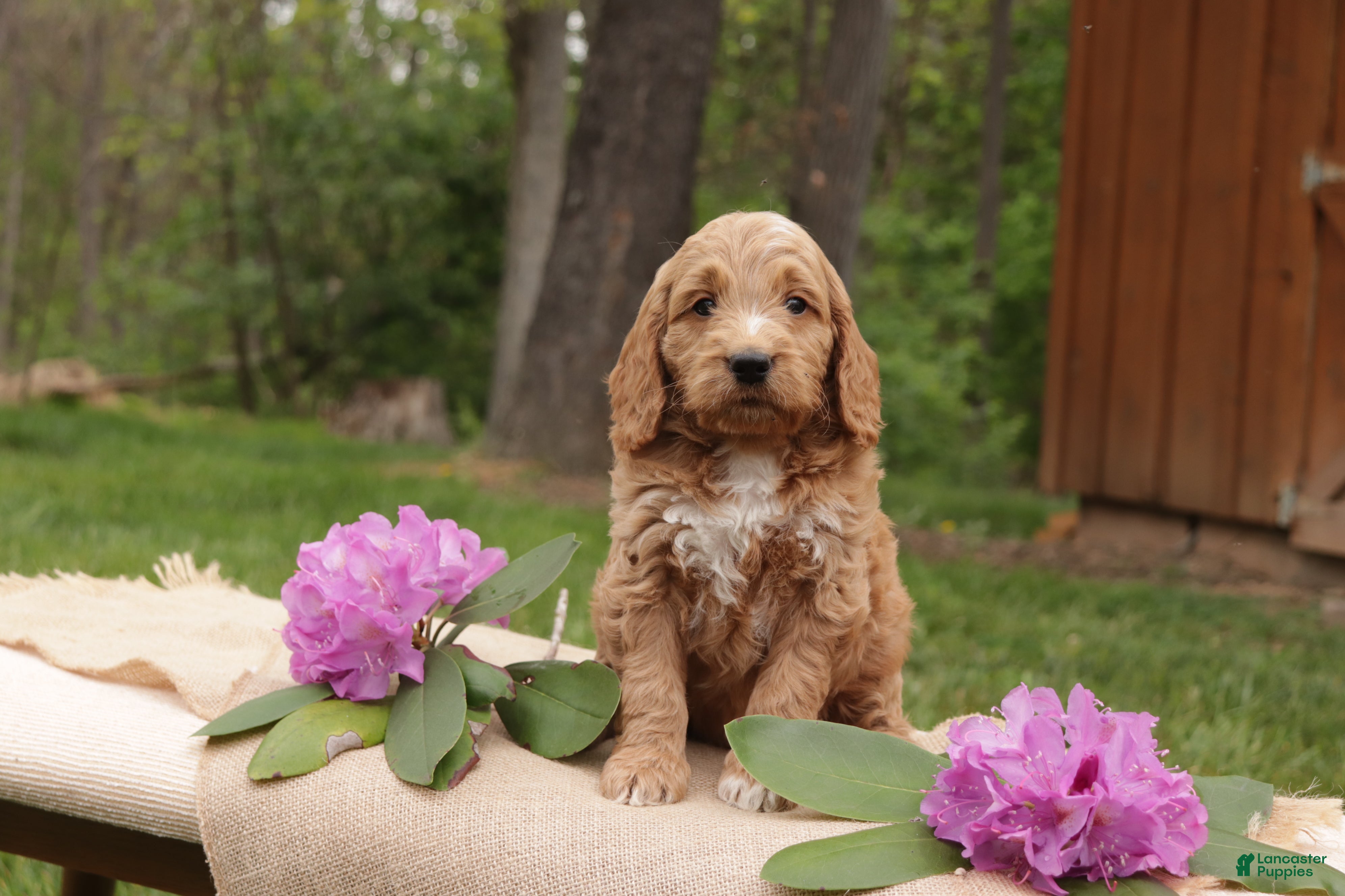 Mini Goldendoodle dogs Opal - Ad 2