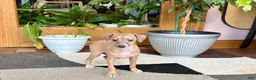 Italian Greyhound dogs for sale: Italian Greyhound male 2 Fawn  - Ad 3