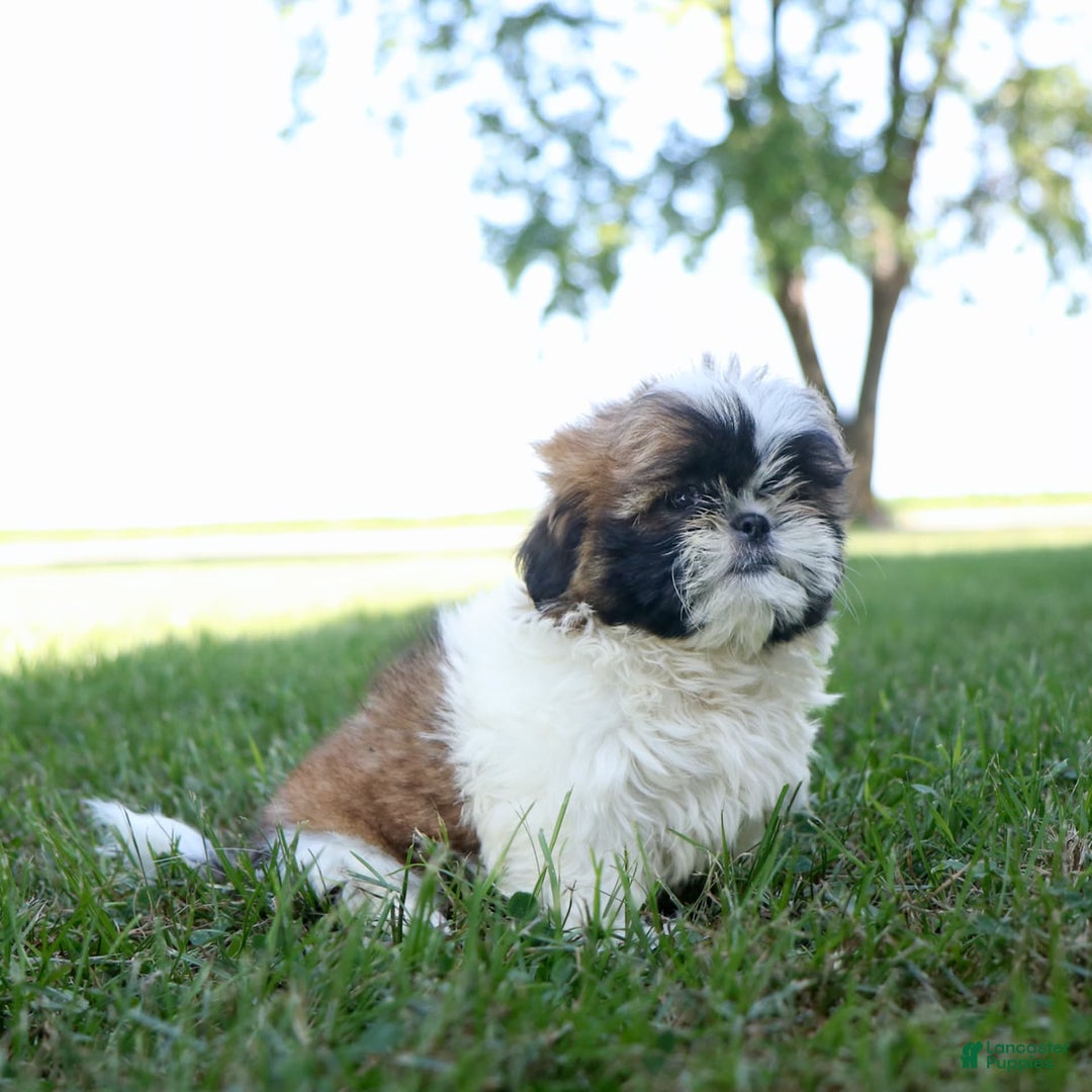 Shih Tzu dogs for sale: Charlie - Ad 10