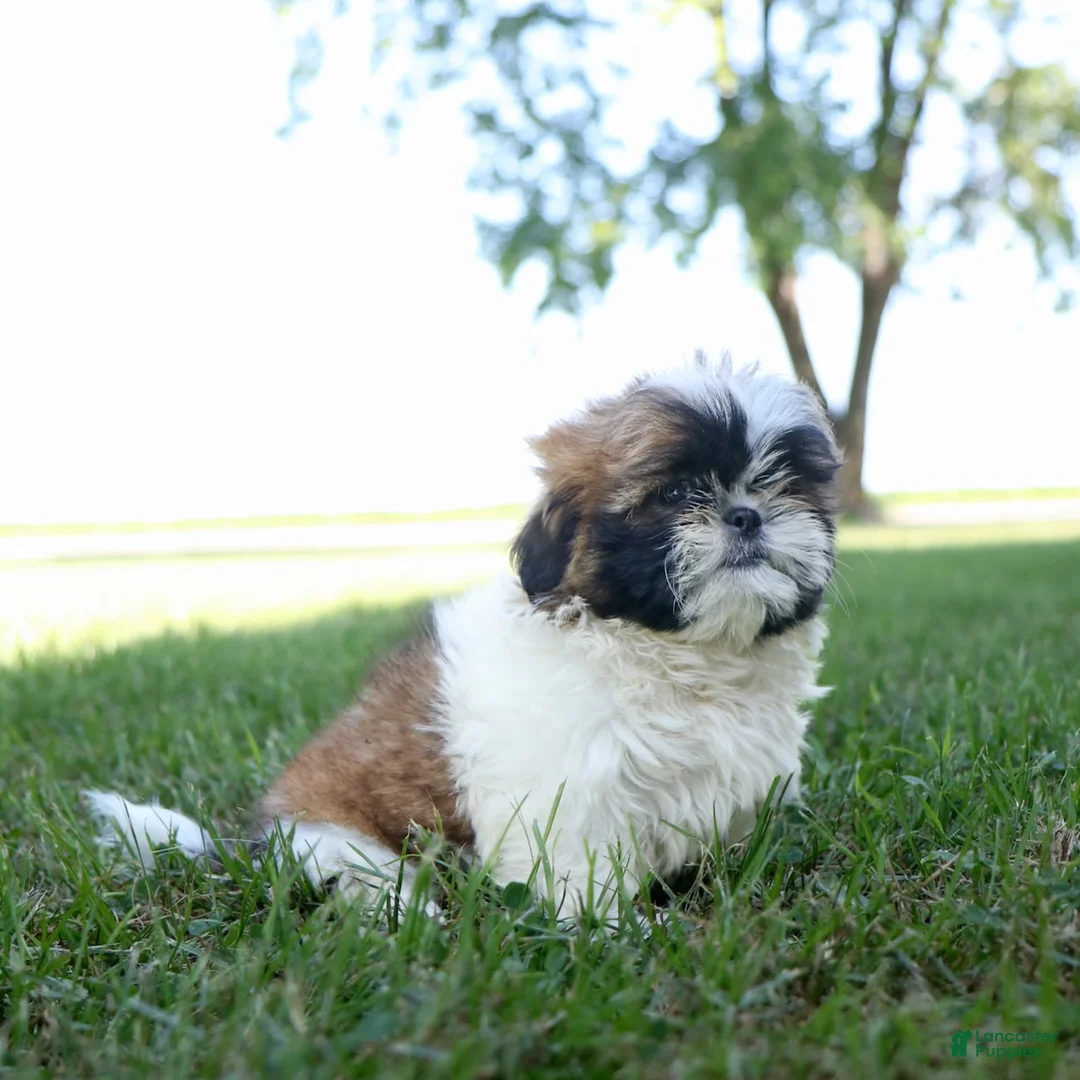 Shih Tzu dogs for sale: Charlie - Ad 10