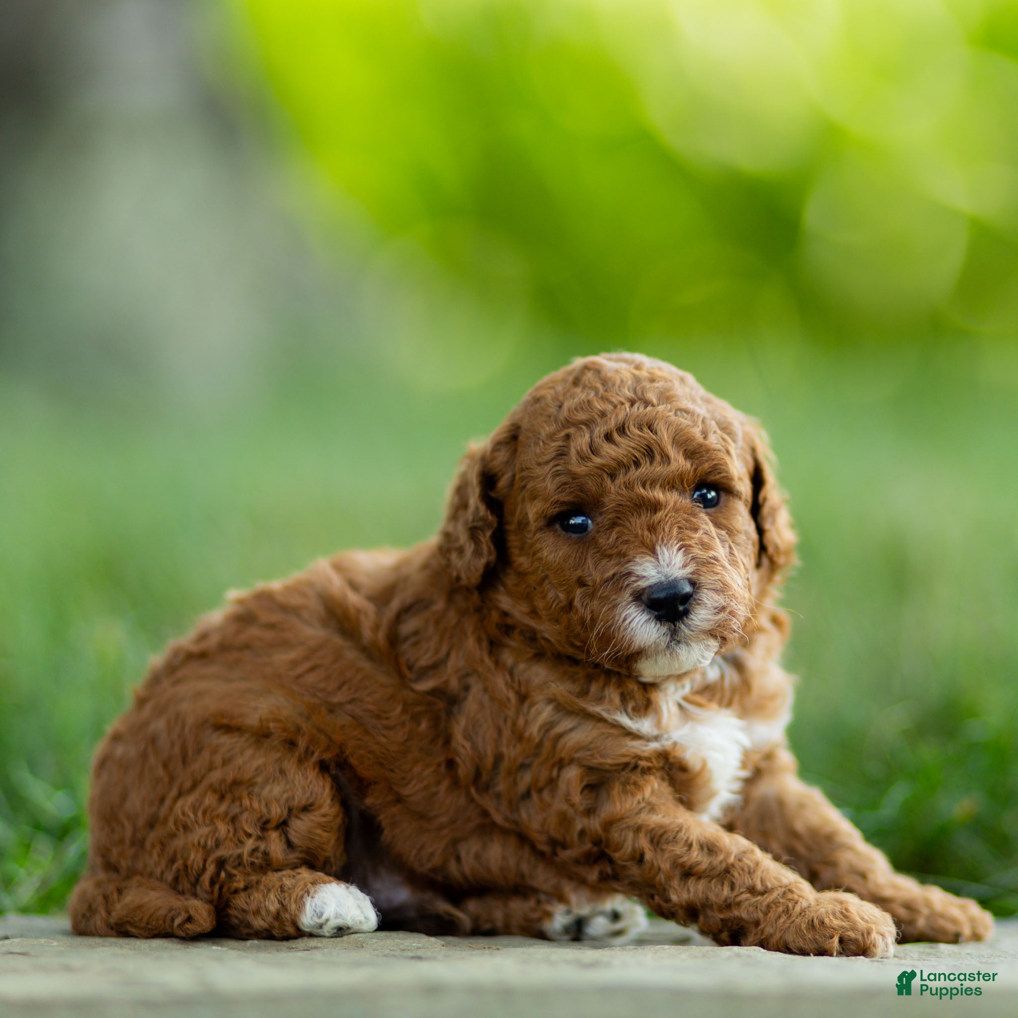 Labradoodle dogs Bean Labradoodle  - Ad 2