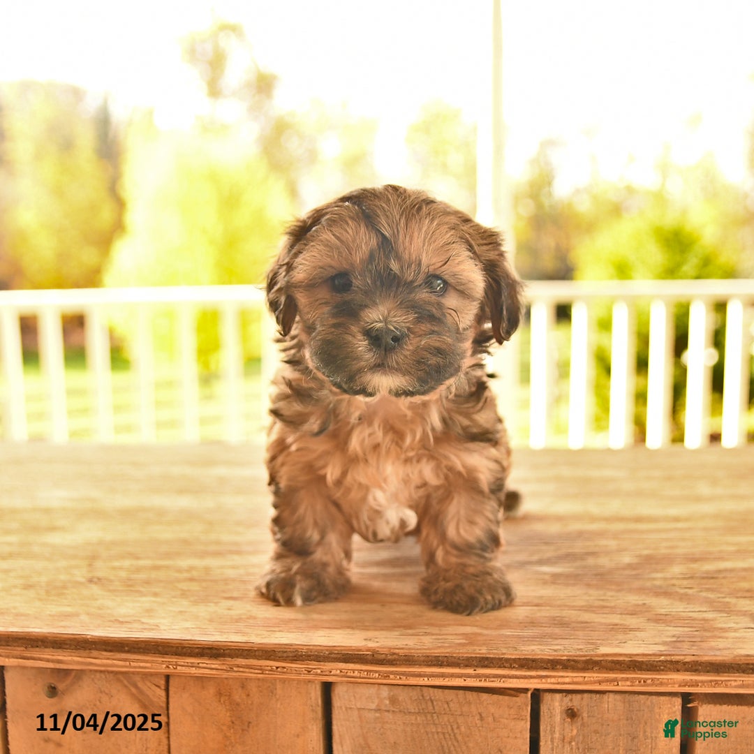 Shorkie dogs for sale: Moon  - Ad 8