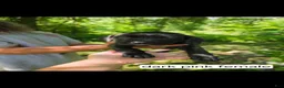 Mixed Breed dogs for sale: Dark pink female - Ad 1