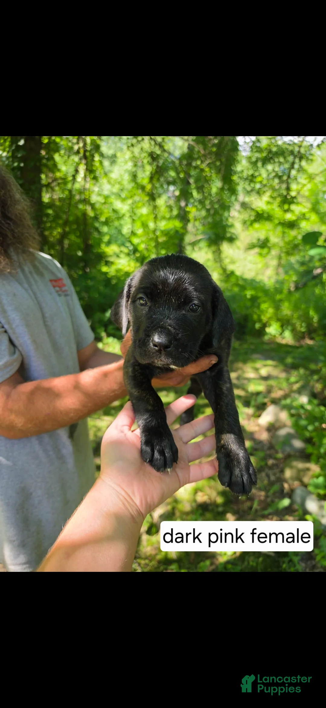Mixed Breed dogs for sale: Dark pink female - Ad 1
