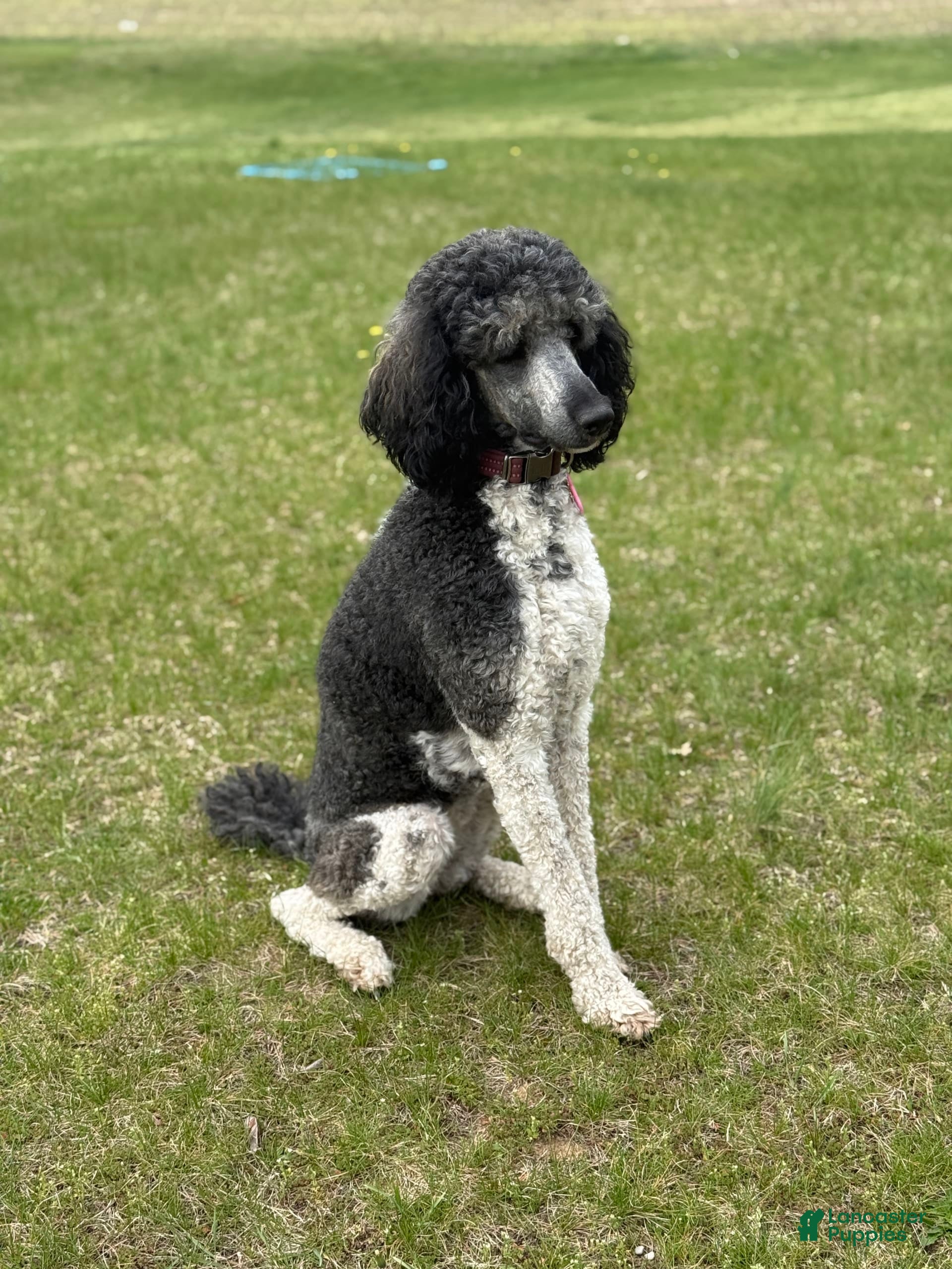 Parti Poodle Brindle Standard Poodle For Sale Parti Standard