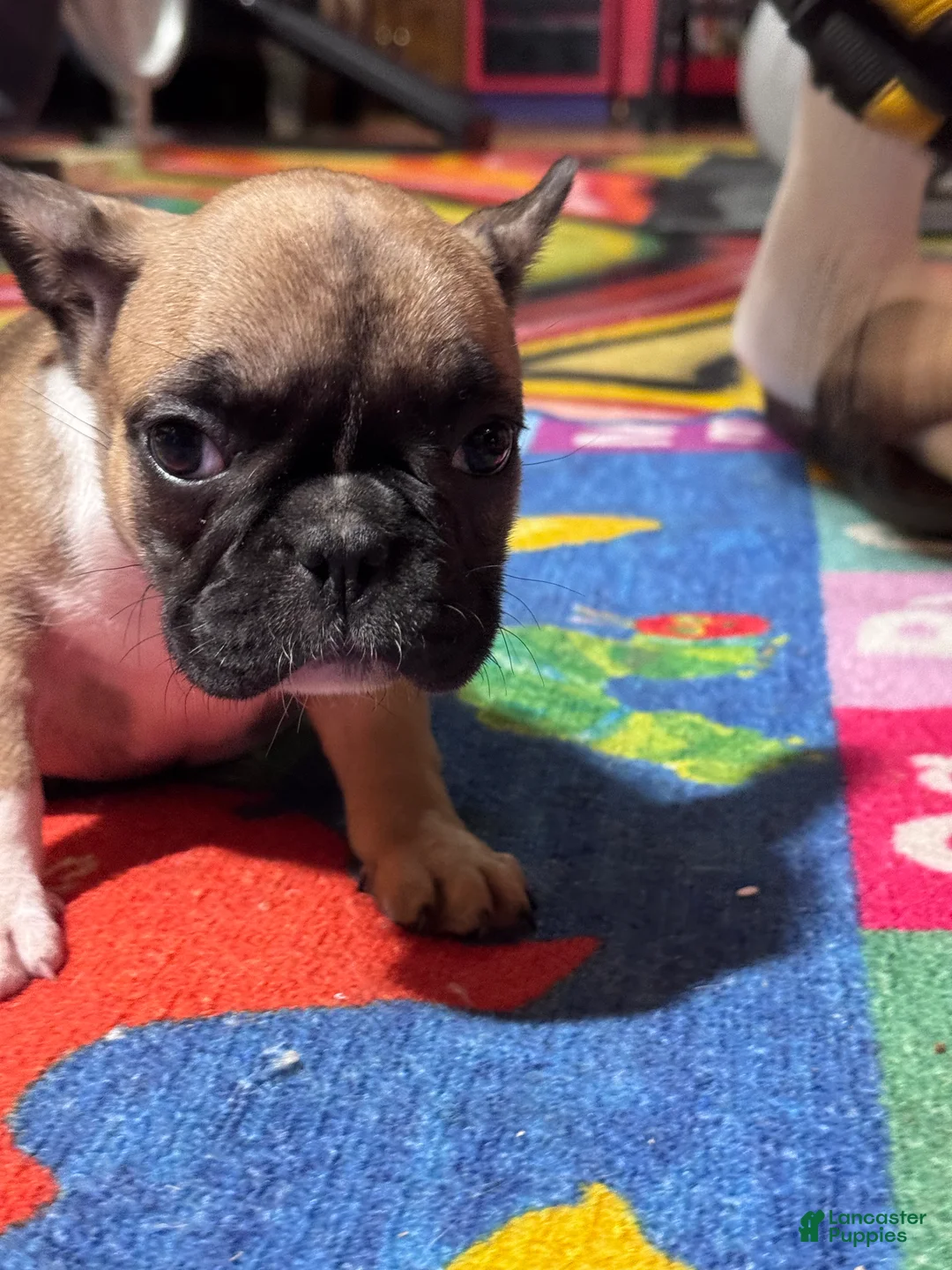 French Bulldog dogs for sale: French Bulldog Puppy 1 - Ad 1