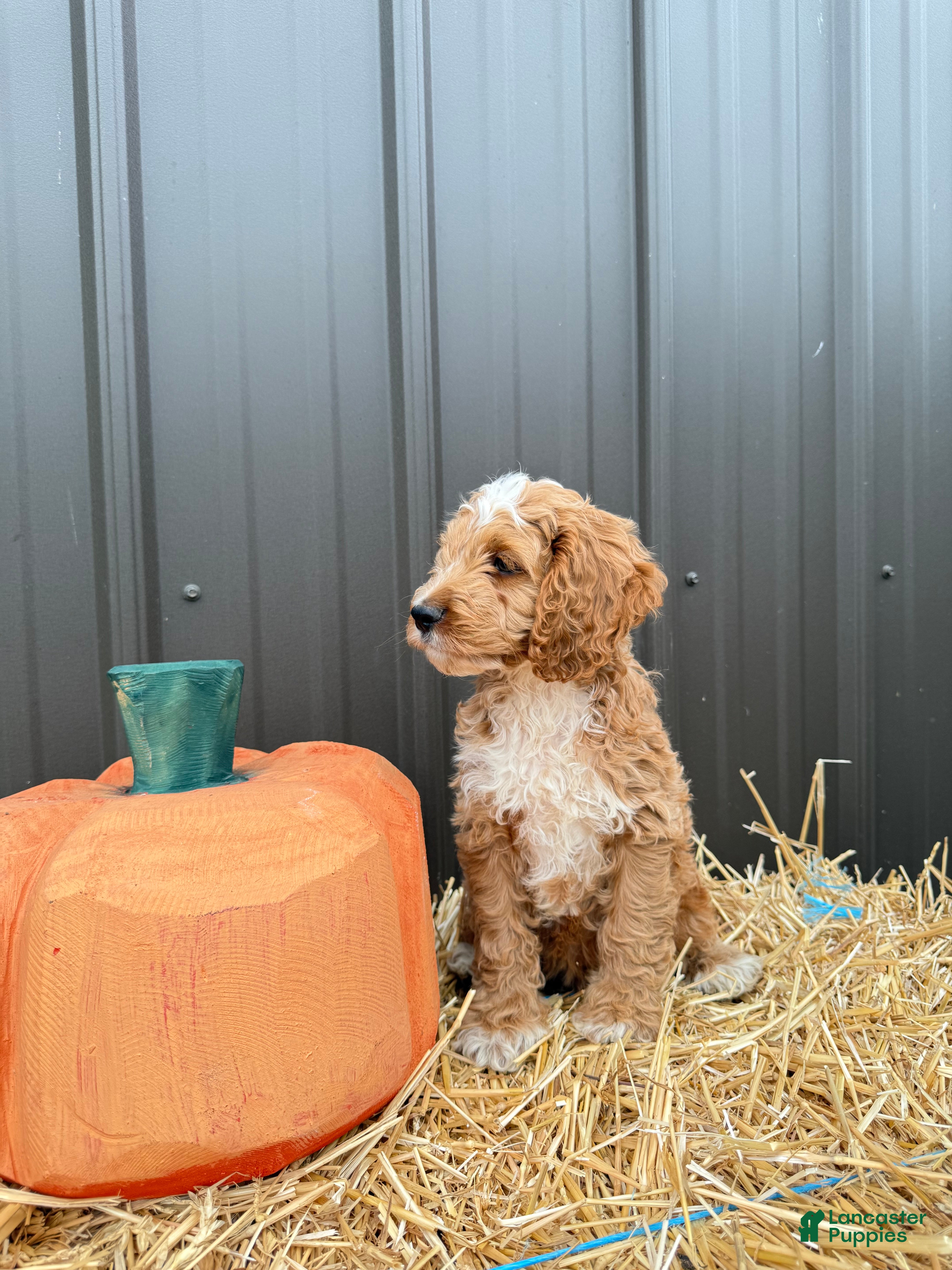 Cockapoo dogs Bennett - Ad 2