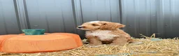 Cockapoo dogs for sale: Bennett - Ad 2