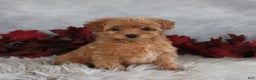 Cavapoo dogs for sale: Cinnamon - Ad 2