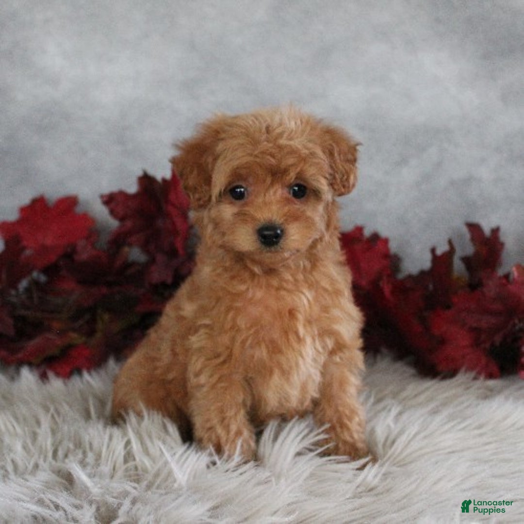 Cavapoo dogs for sale: Cinnamon - Ad 2