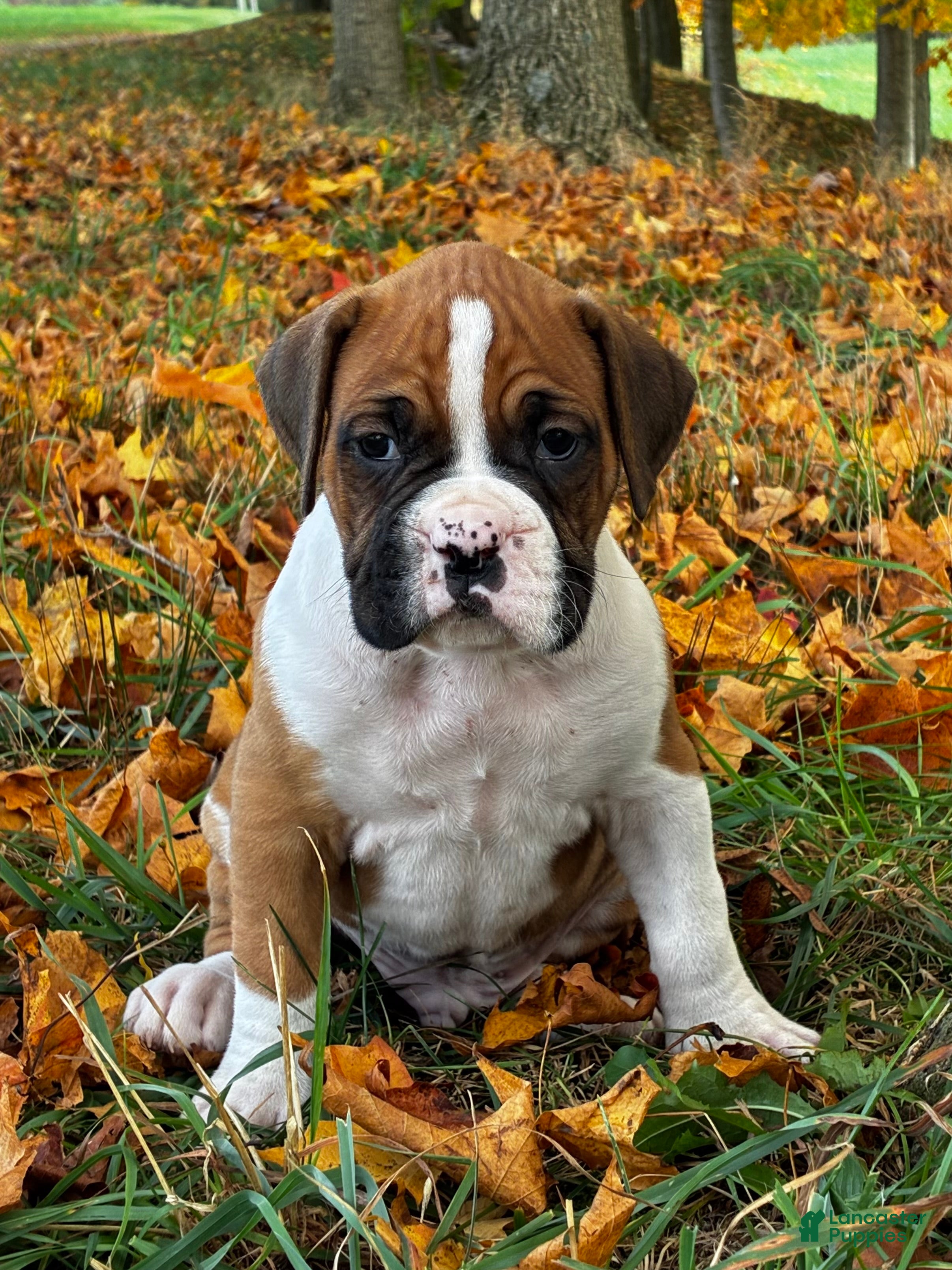 Boxer dogs Jackson - Ad 2