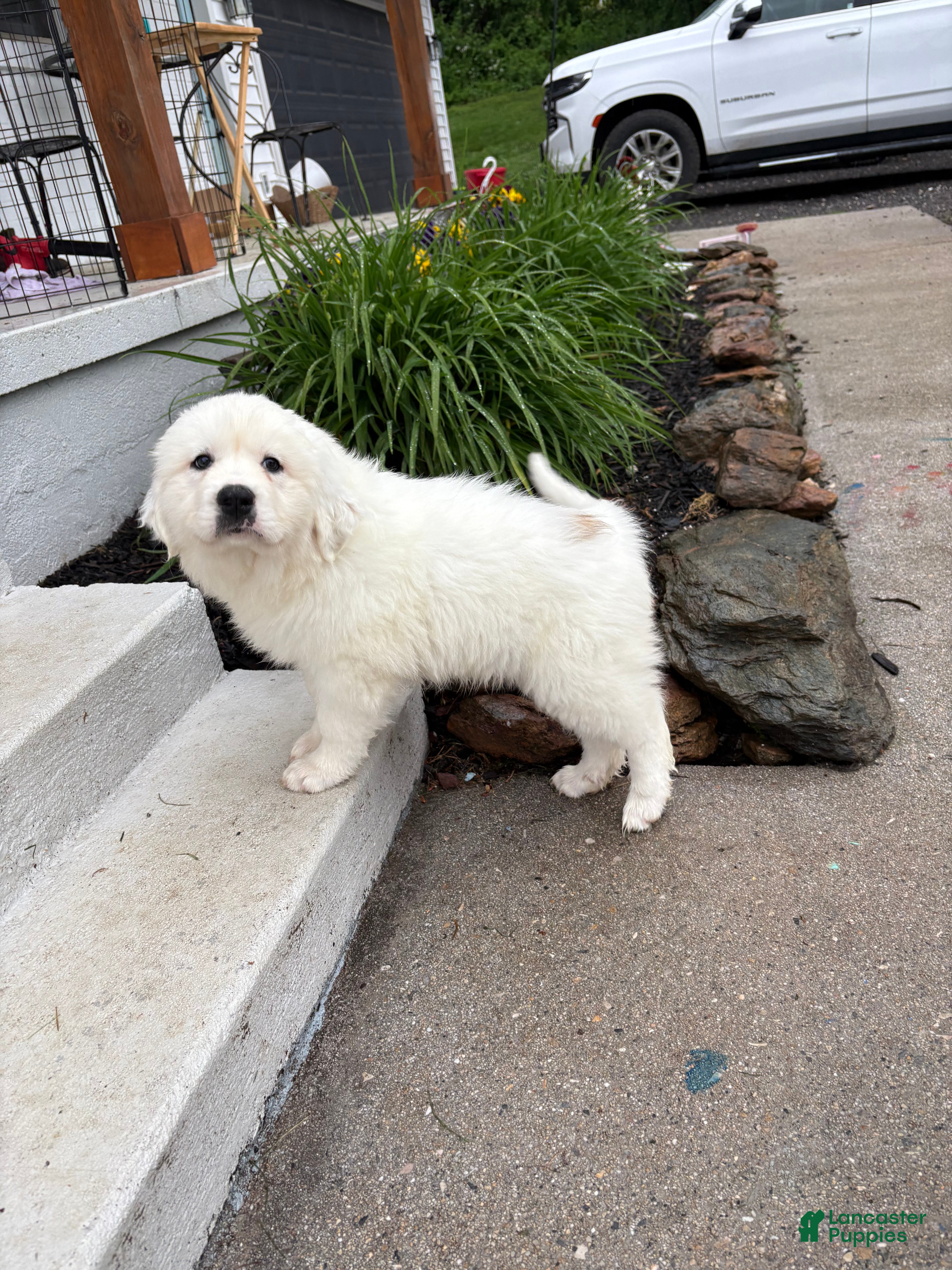 Great Pyrenees dogs Great Pyrenees Pink (Dottie) READY TO GO HOME TODAY  - Ad 21