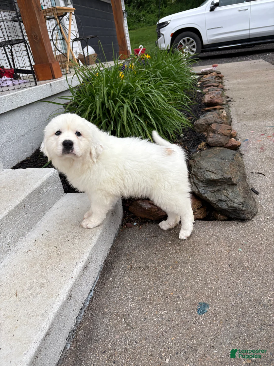 Great Pyrenees dogs for sale: Great Pyrenees Pink (Dottie) READY TO GO HOME TODAY  - Ad 1