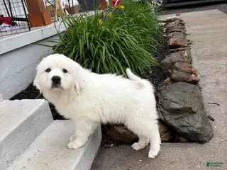 Great Pyrenees dogs Great Pyrenees Pink (Dottie) READY TO GO HOME TODAY - Ad 21