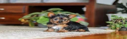 Yorkshire Terrier dogs for sale: Ellie - Ad 3