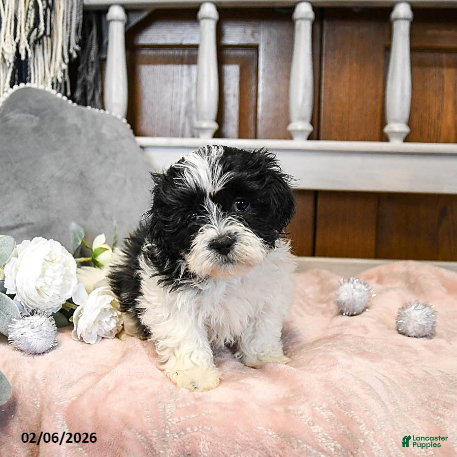 Teddy Bear dogs Valentine - Ad 2