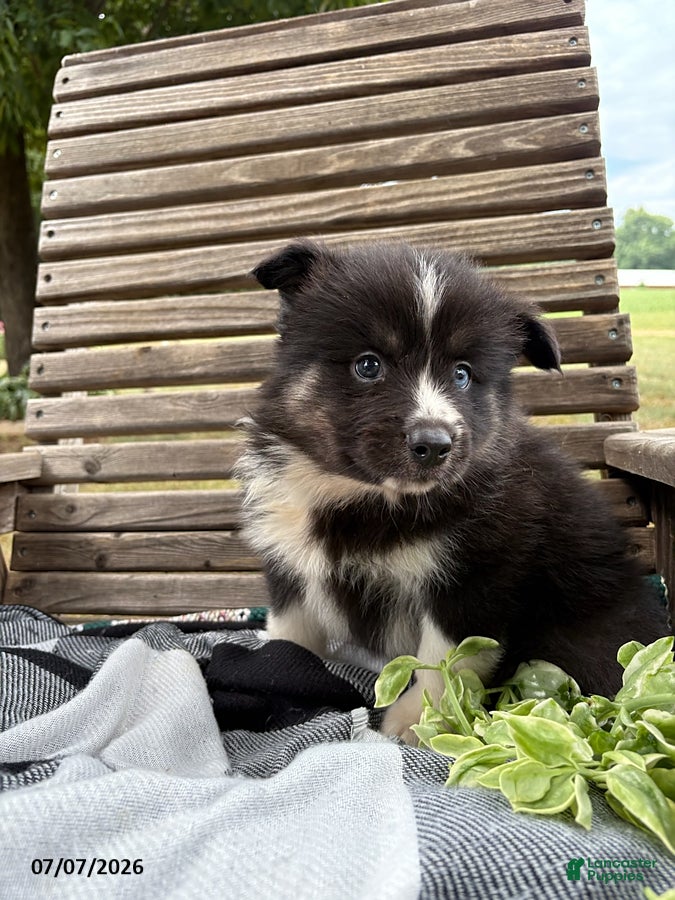 Pomsky dogs Max - Ad 2