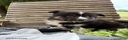 Pomsky dogs for sale: Max - Ad 4