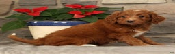 Mini Goldendoodle dogs for sale: Scarlett - Ad 7