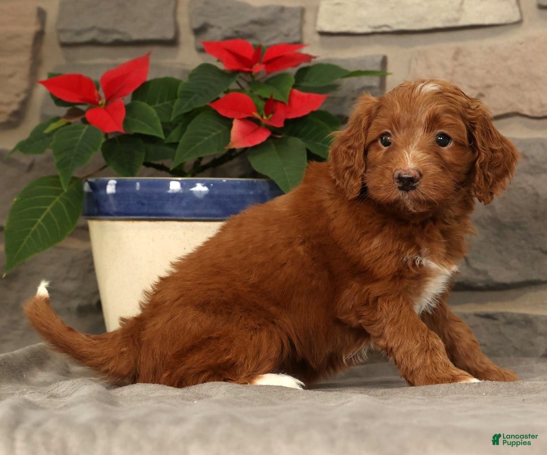 Mini Goldendoodle dogs for sale: Scarlett - Ad 7