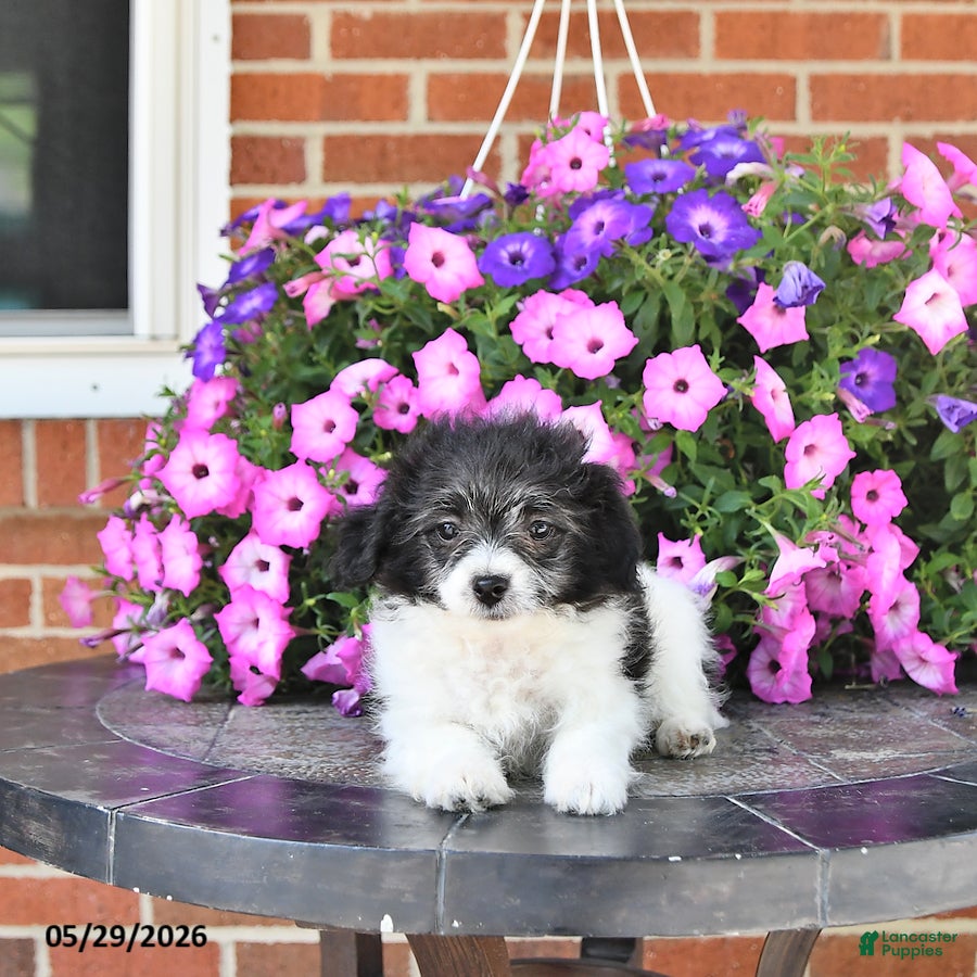Maltipoo dogs Stella - Ad 2