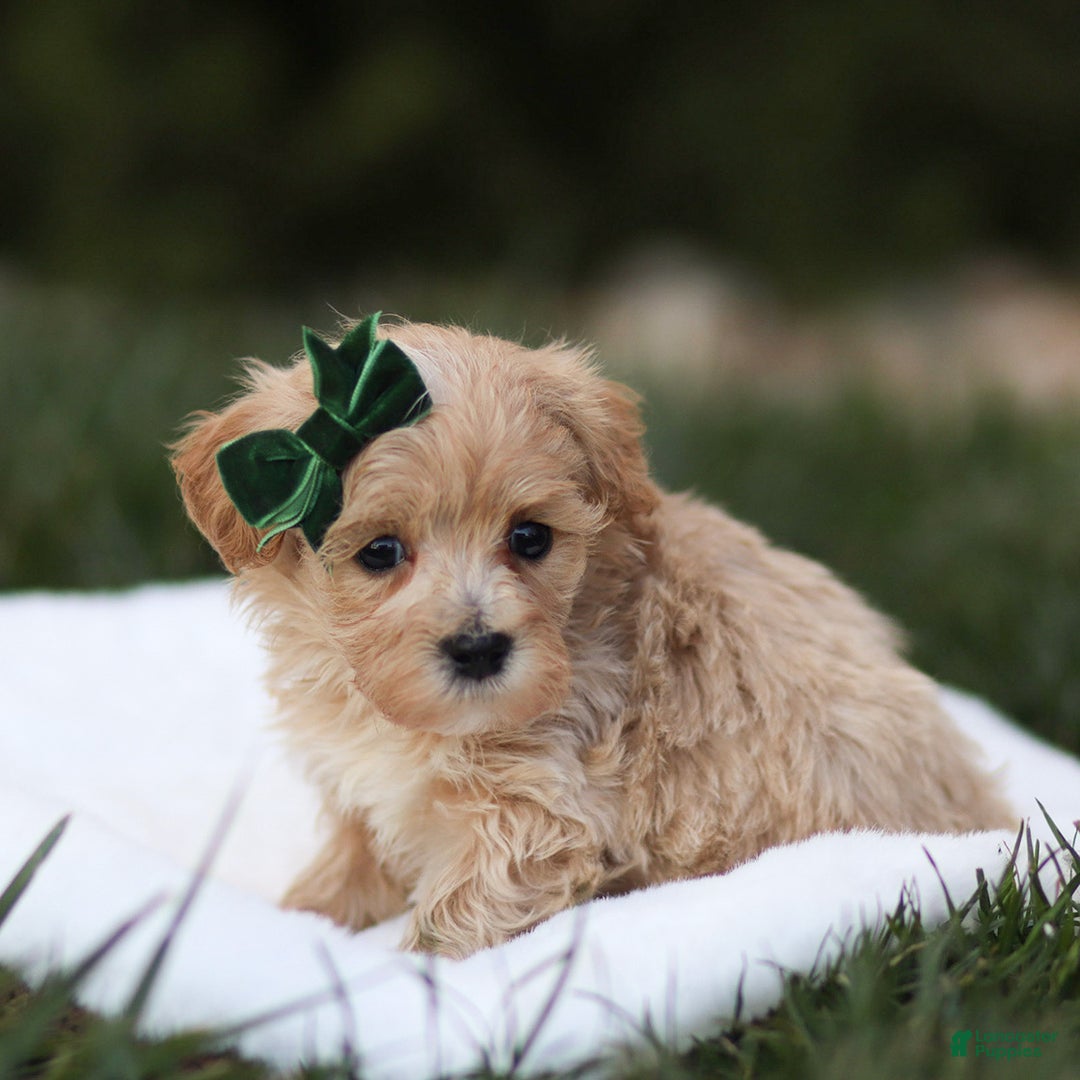 Maltipoo dogs for sale: Tucker - Ad 1
