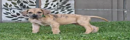 Great Dane dogs for sale: Schofield - Ad 12