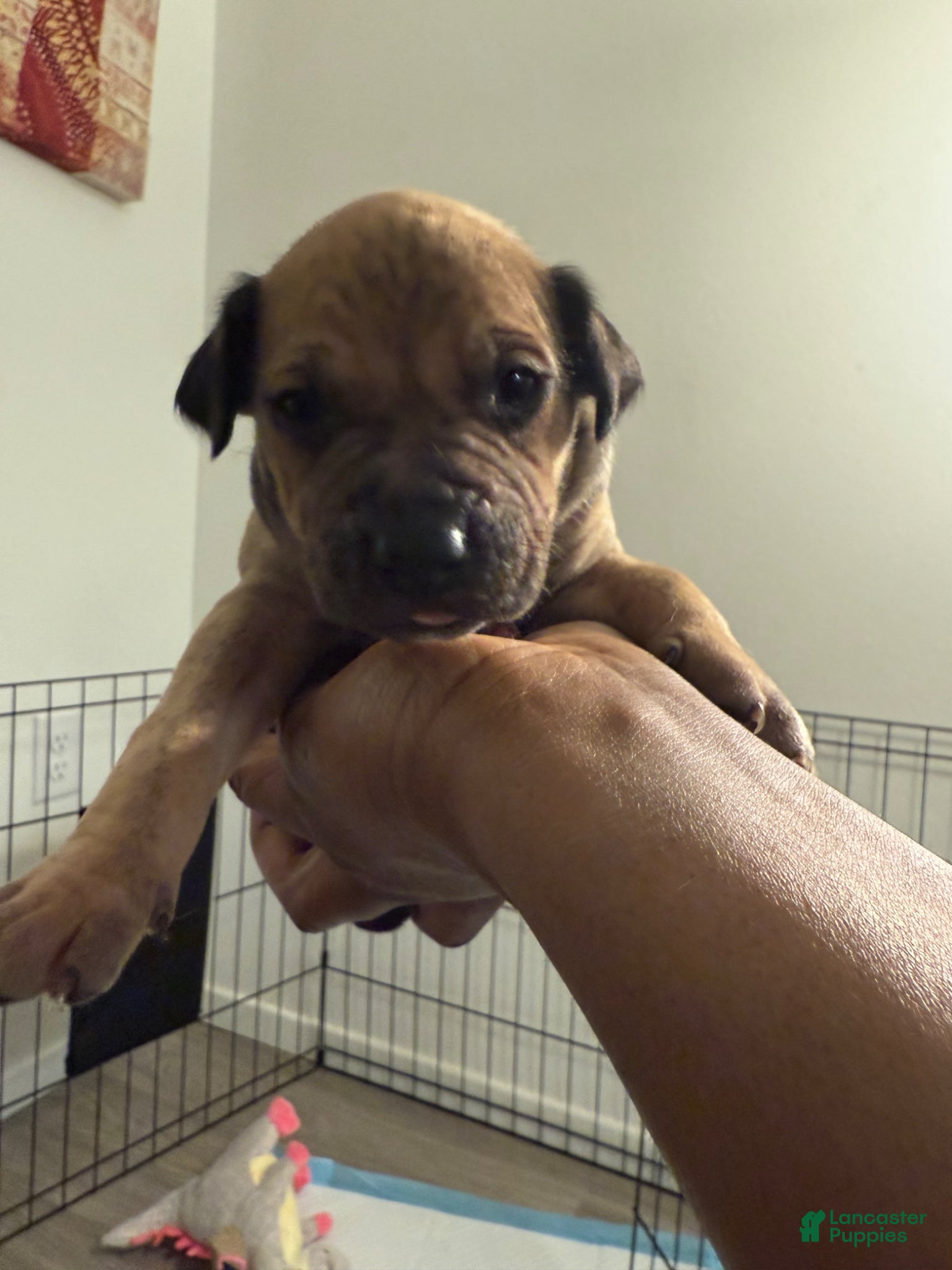 Mixed Breed dogs Mixed Breed Puppy 10 - Ad 10
