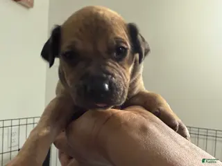 Mixed Breed dogs Mixed Breed Puppy 10 - Ad 10