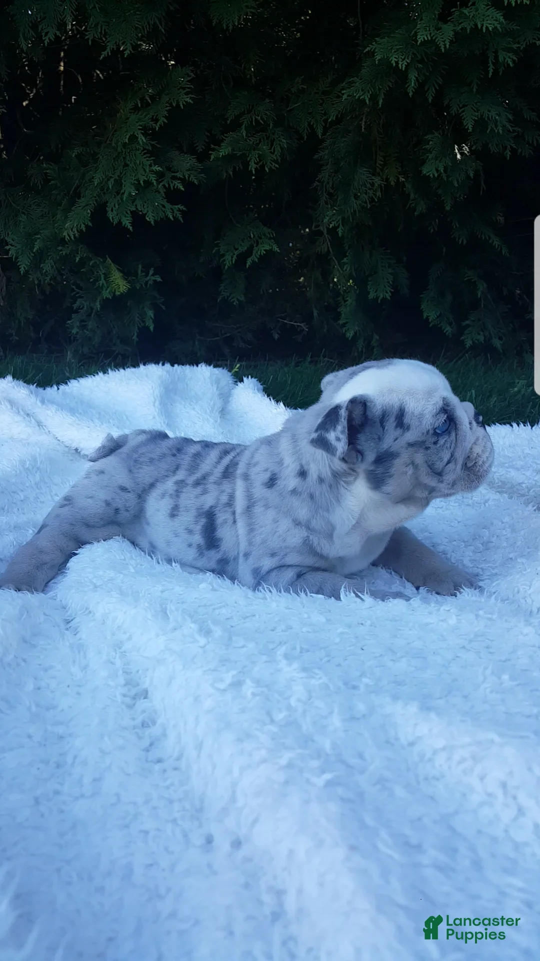 English Bulldog dogs for sale: Baxter - Ad 8