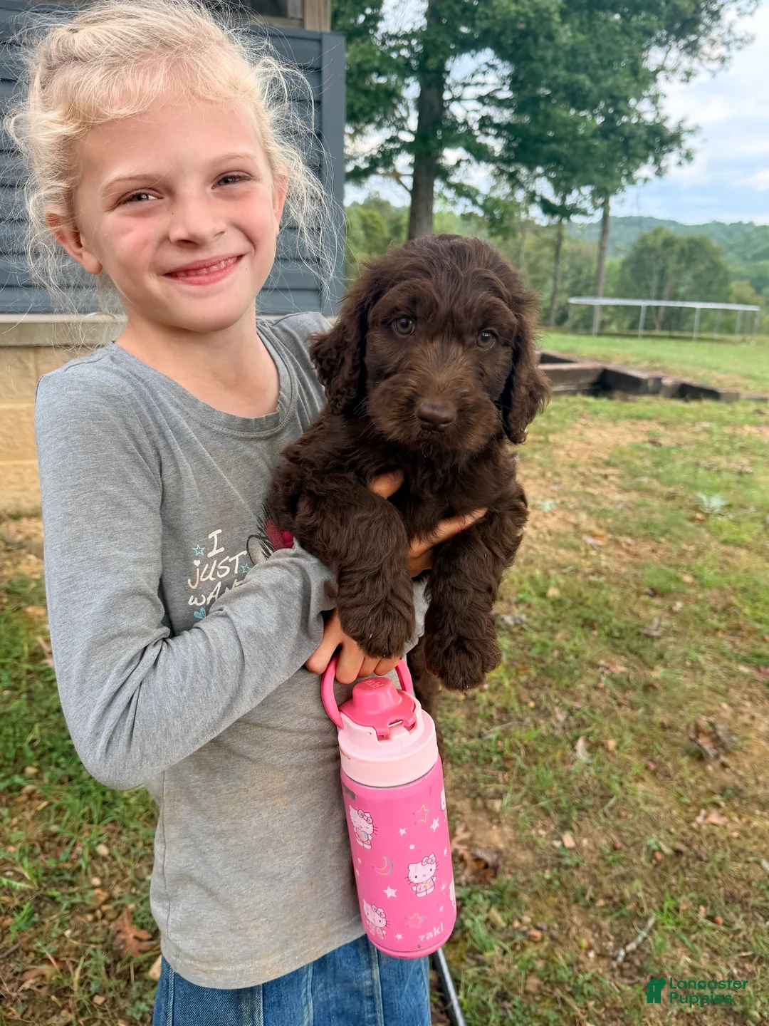 Goldendoodle dogs for sale: Goldendoodle 6 - Ad 1