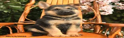 German Shepherd dogs for sale: Deisel - Ad 4