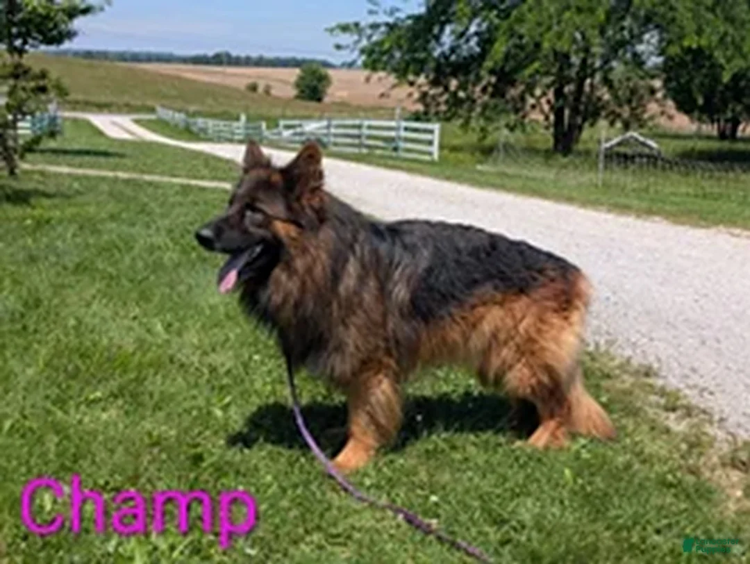 German Shepherd dogs for sale: Chelsea - Ad 6