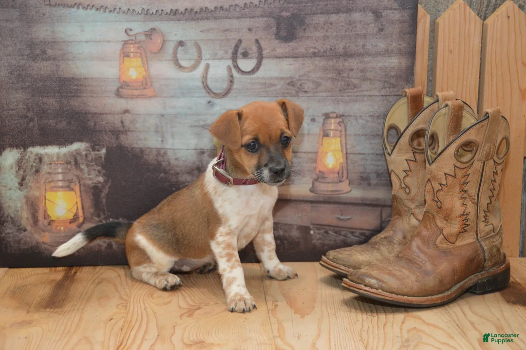 Jug dogs for sale: Fern - Ad 2