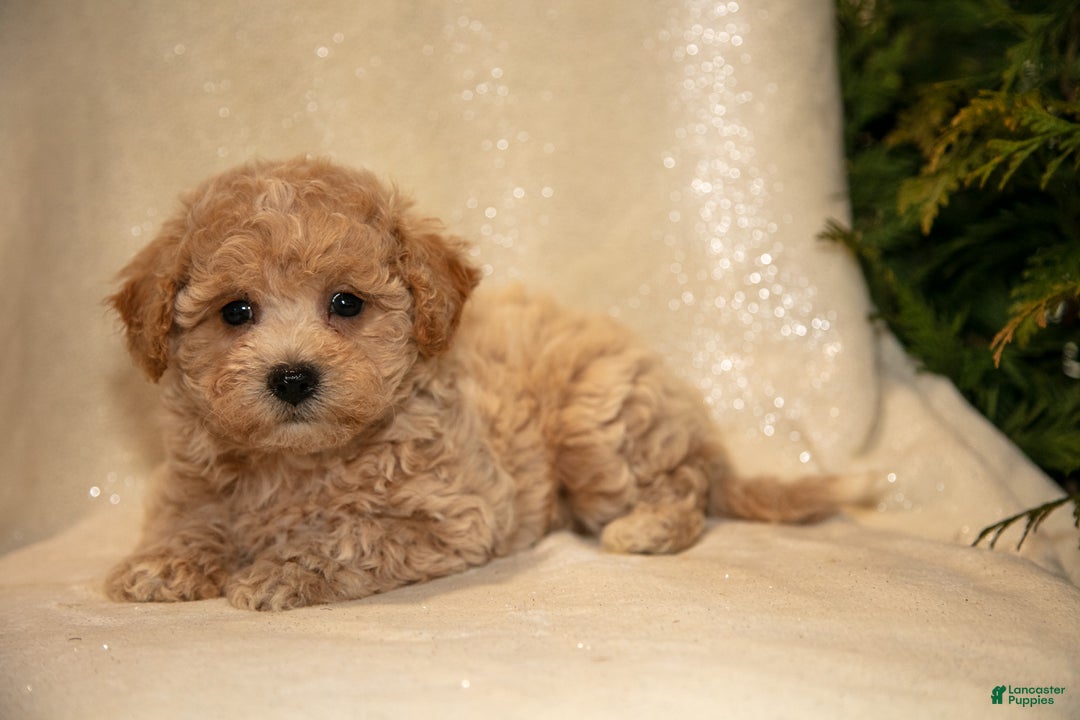 Bichpoo dogs for sale: Rory - Ad 3