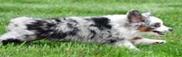 Miniature Australian Shepherd dogs for sale: Wendy - Ad 12