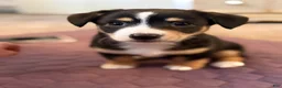 Mixed Breed dogs for sale: Mixed Breed 5 - Ad 2