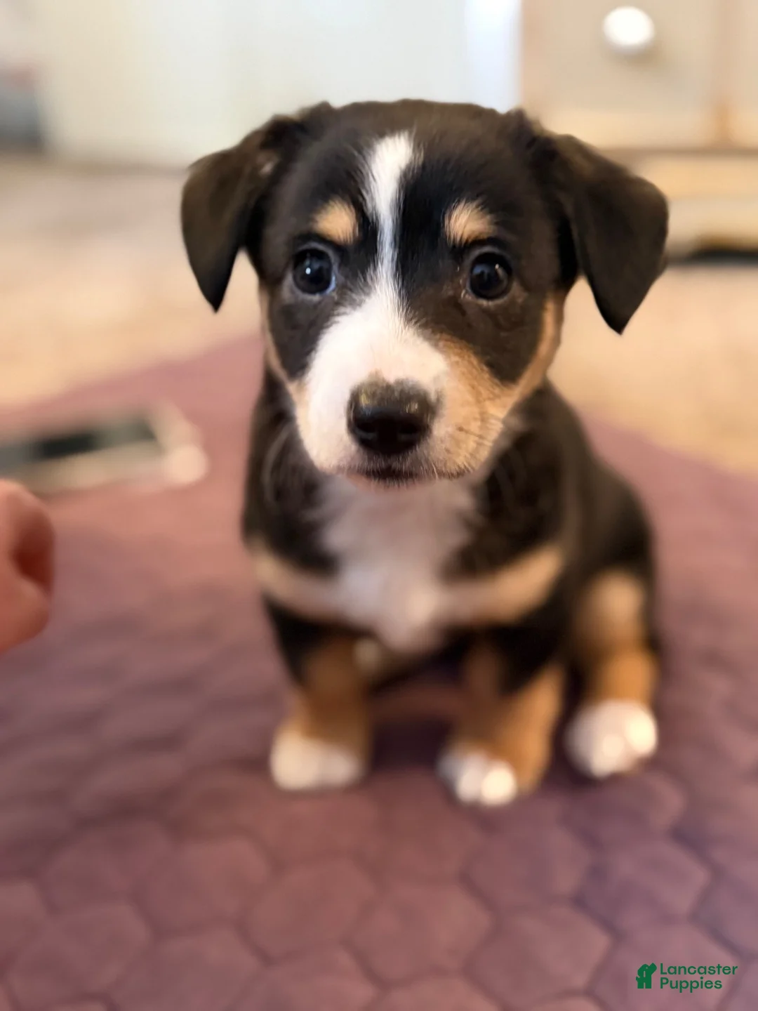 Mixed Breed dogs for sale: Mixed Breed 5 - Ad 2