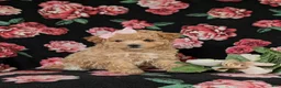 Maltipoo dogs for sale: Reese 8 lbs Full Grown - Ad 2